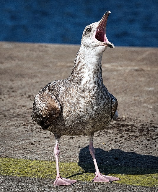 Speexch™ has the advantage